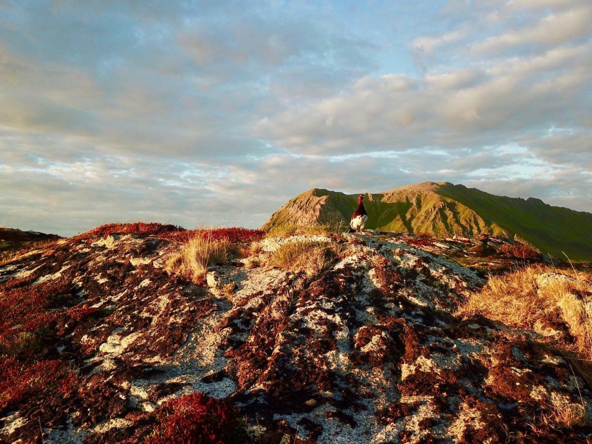 לקנס Midnight Sun View Lofoten מראה חיצוני תמונה
